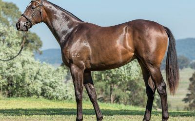 SEBRING colt bought at Inglis Easter