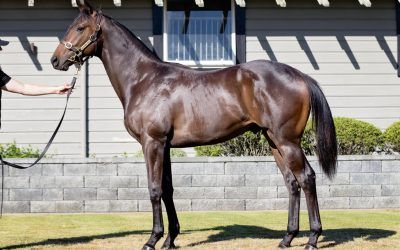 Trio of NZ colts join Proven Thoroughbreds