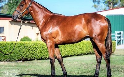 Close relation to Guy’s ROCHA joins Proven Thoroughbreds