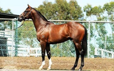 ​Proven Thoroughbreds ups the ante with high quality stallion prospect