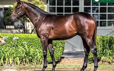 ​DISSIDENT colt first buy for 2018!