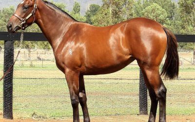 FOXWEDGE filly concludes Proven’s business at Inglis Classic Sale