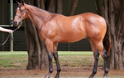 ​HINCHINBROOK and SO YOU THINK colts join Proven Thoroughbreds