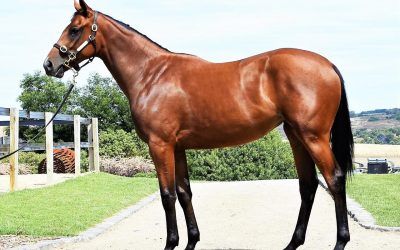 ​Stunning ZOUSTAR filly wraps up Inglis Premier Sale