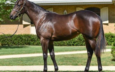 ​Half-sister to G1 performer from Inglis Premier!