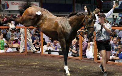 Magic Millions wrap – Proven buys 8!