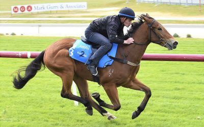 Proven delves into Ready2Race Sale with CHOISIR colt