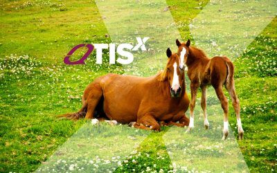 Exclusive offer – QTIS Fillies package