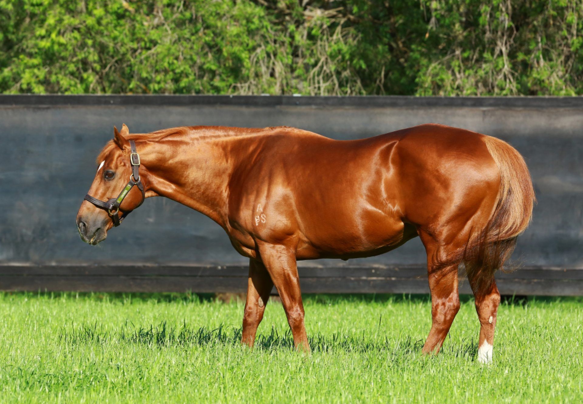Where scope and style matters... - Proven Thoroughbreds
