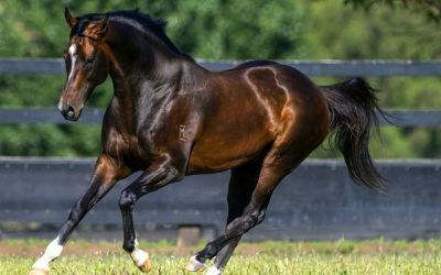 In The Blood NOV 2 – Kiwi sires to the fore