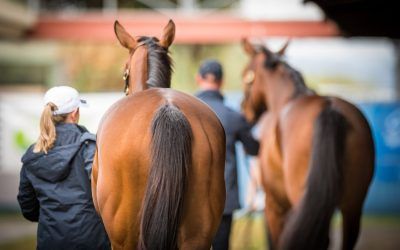 Magic Millions 2021 wrap – Lucky 13 for Proven!