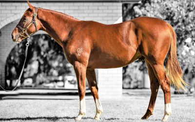 STAR TURN colt – half the price of STELLAR MAGIC!