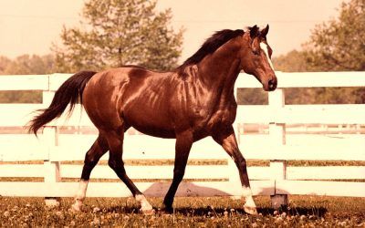 NORTHERN DANCER – The ultimate bloodline!