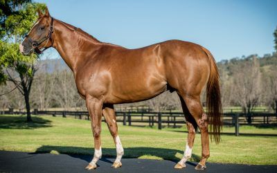 ​2021 first season sires – our best crop?