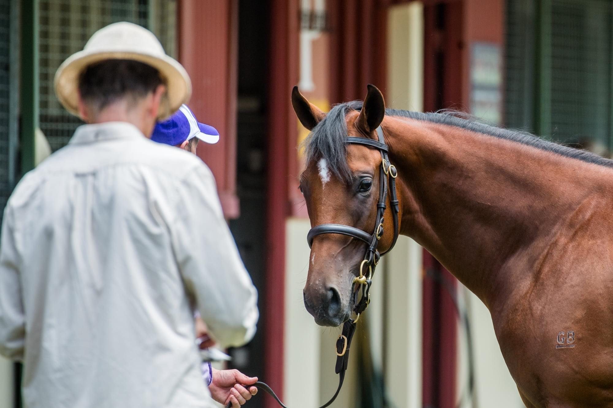 Perfect 10 at Magic Millions 2024! Proven Thoroughbreds