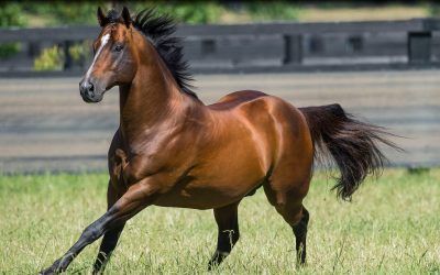 What makes a good SNITZEL?