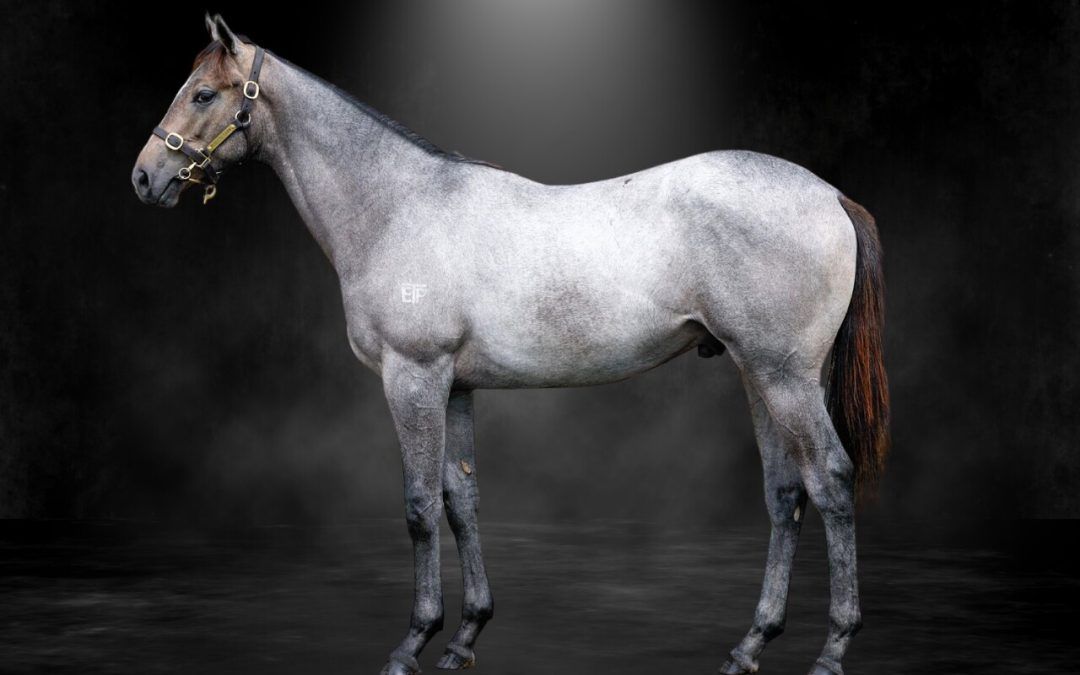 Silver D’Or