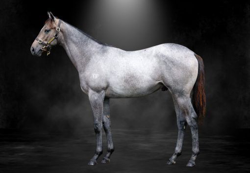 Silver D'Or