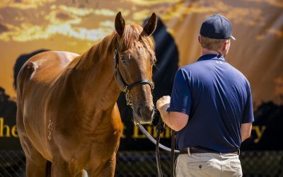 2025 Magic Millions – A buyers’ market!