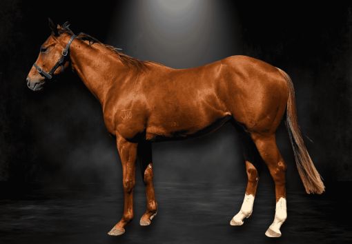 Toronado X Heavenly Bridges