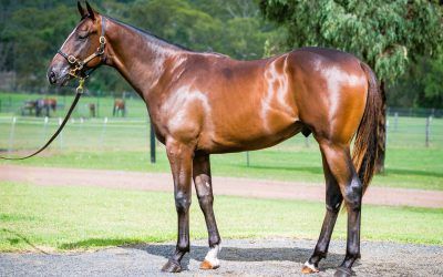 The Alpha of the herd!