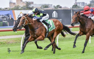 ELIVINA Oaks dreaming!