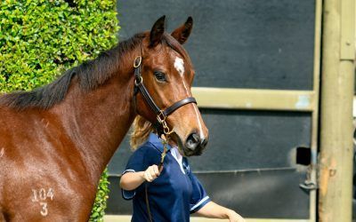 New Ladies Only Horse!