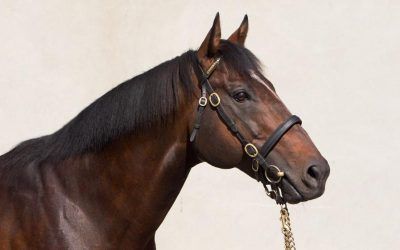 What you don’t know about SHAMARDAL mares