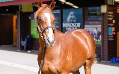 Here come the cavalry!