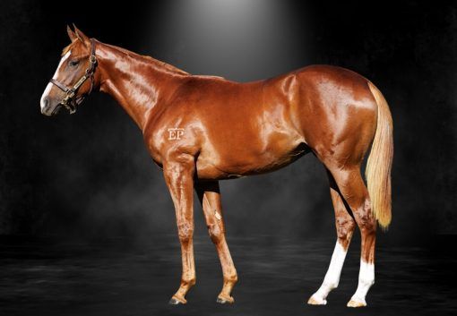 Trapeze Artist X Chateau Griffo