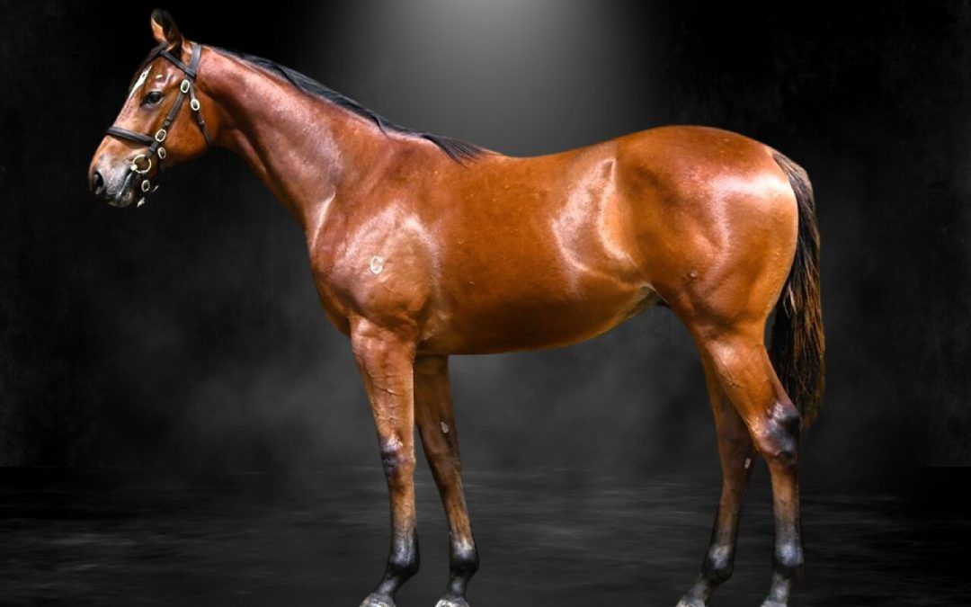 Yes Yes Yes X Money Magic