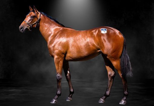 In The Congo X She's Bobby's Girl