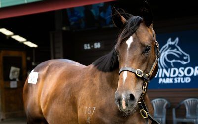 Karaka wrap – Good things come in 3s!