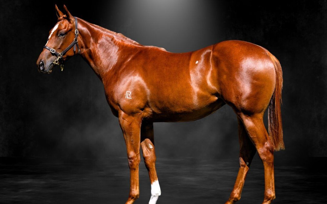 St Mark’s Basilica X Stoked