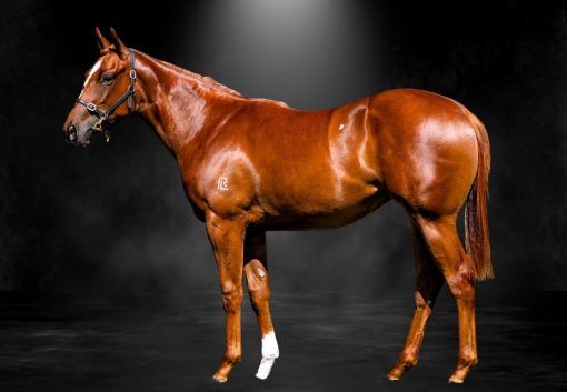 St Mark's Basilica X Stoked