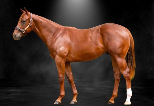 Pride Of Dubai X Well Credentialled