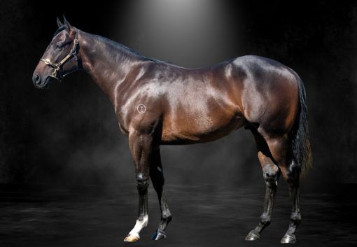 Diatonic X Diamond Delight