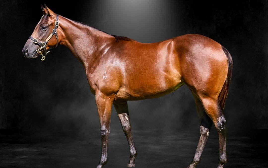 Shamus Award X Mirfa