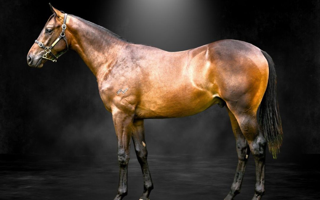 I Am Invincible X Prospect Park