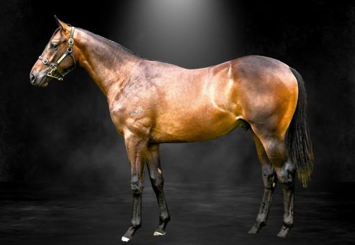 I Am Invincible X Prospect Park