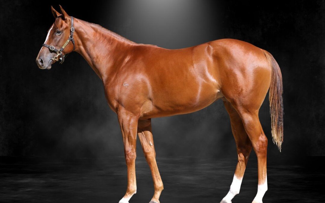 Toronado X Star Of Night