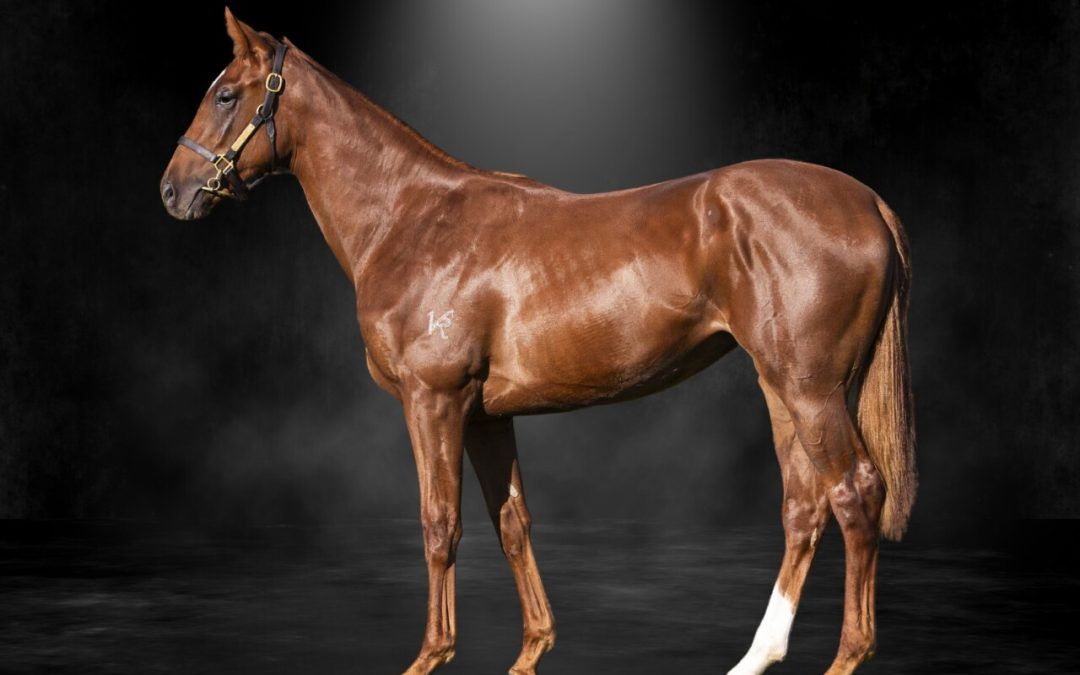 Trapeze Artist X Waltzing Wodka