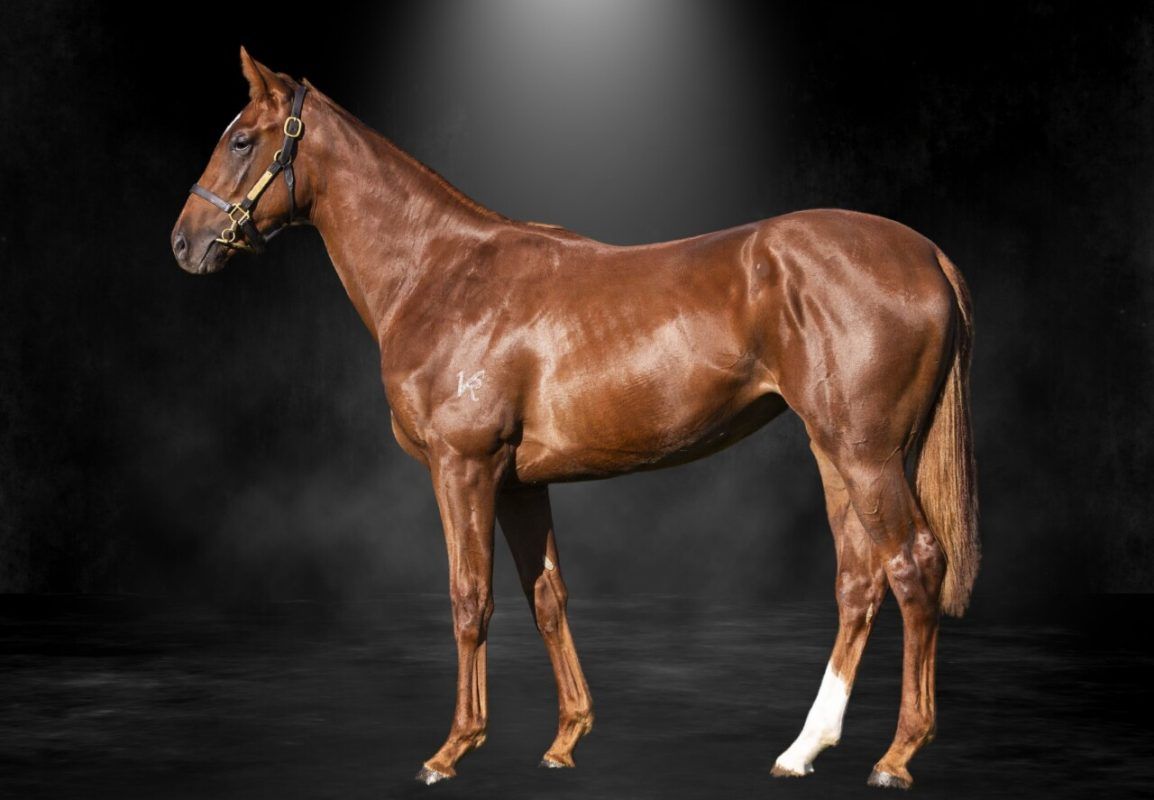 Trapeze Artist X Waltzing Wodka