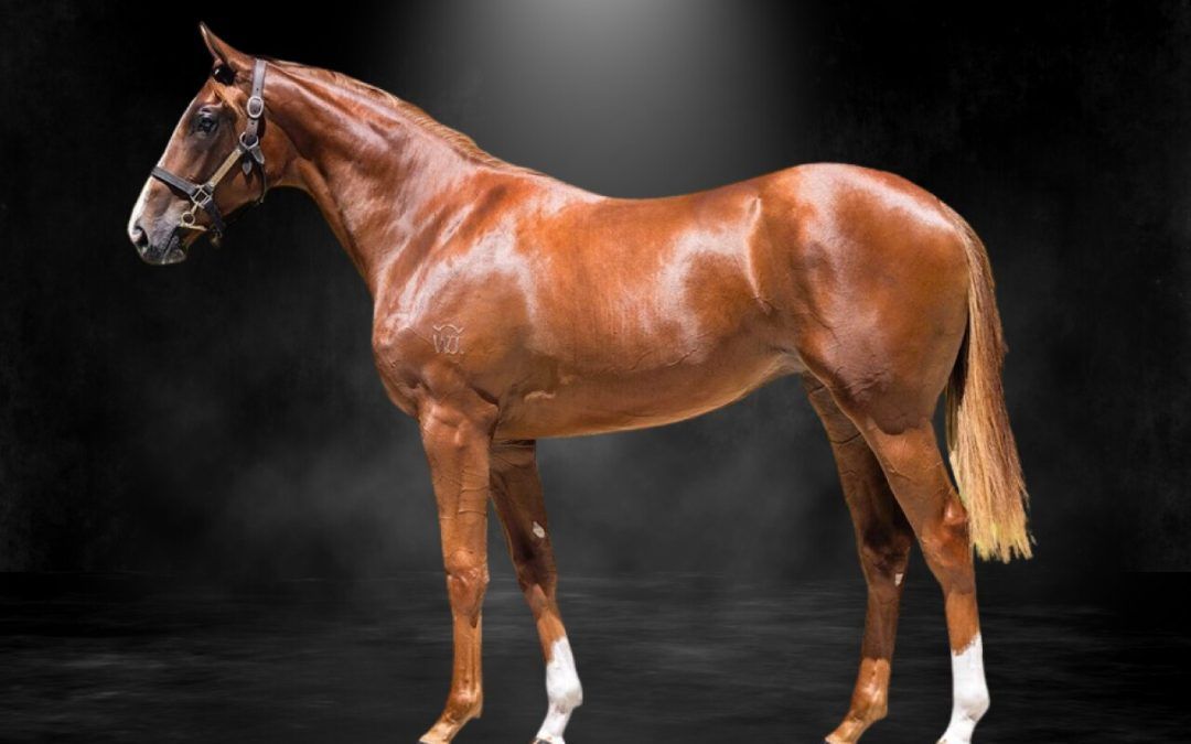 Tiger Of Malay X Cloche