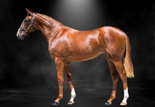 Tiger Of Malay X Cloche