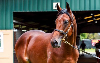 Affordable Adelaide delivers again!