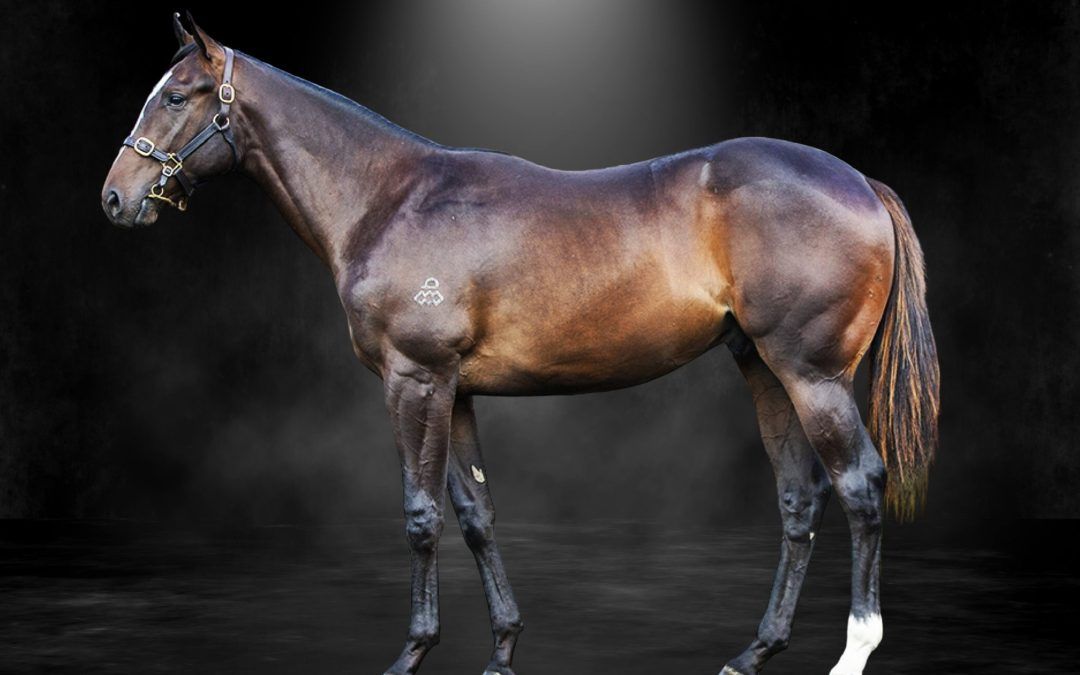 Snitzel X Shades Of Rose