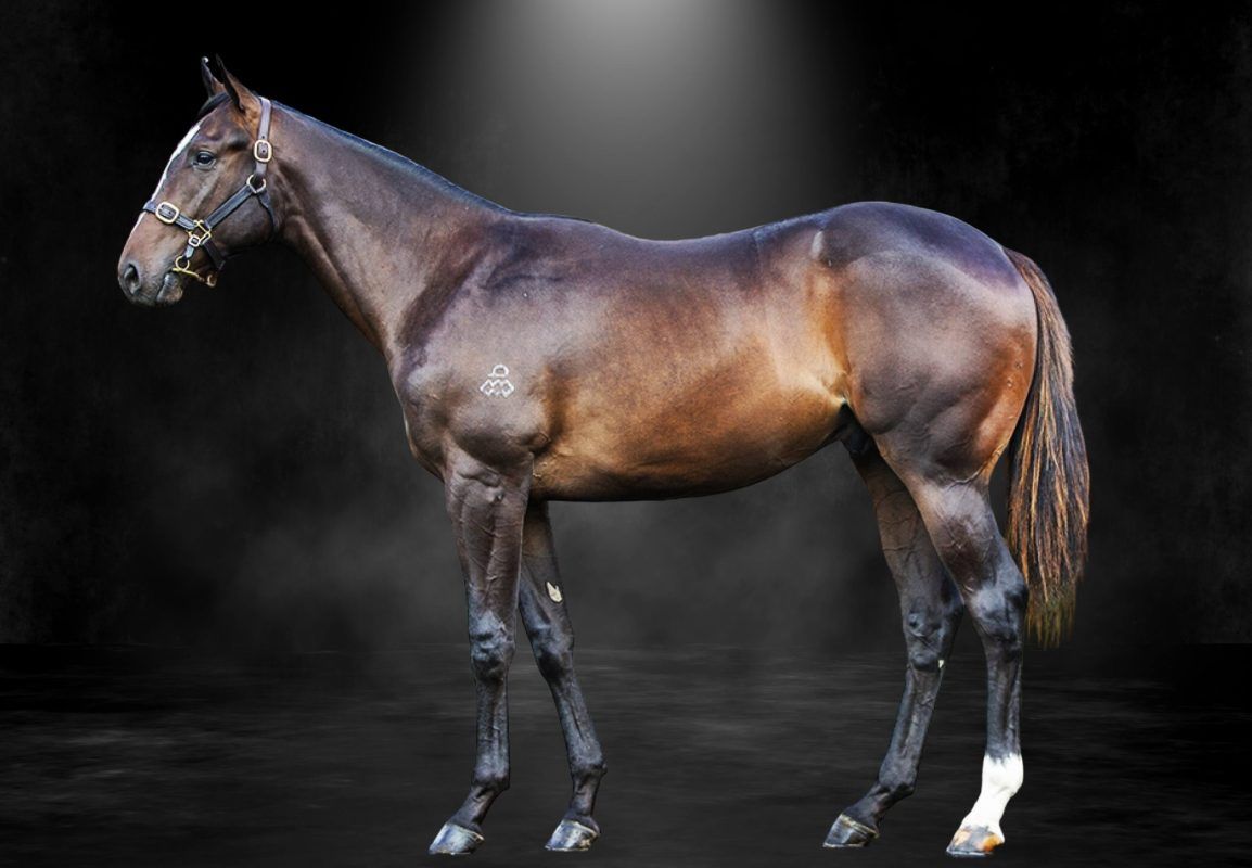 Snitzel X Shades Of Rose