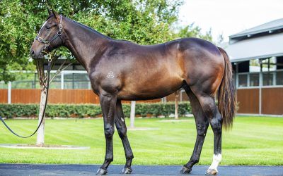 Blue chip Easter colt!