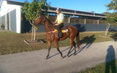 THE HORSES HIT THE SUNSHINE COAST!